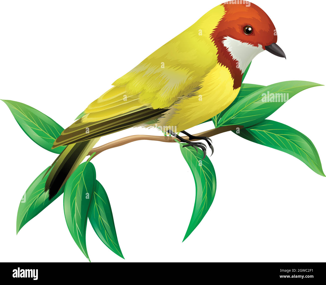 Ein farbenfroher Vogel auf weißem Hintergrund Stock Vektor