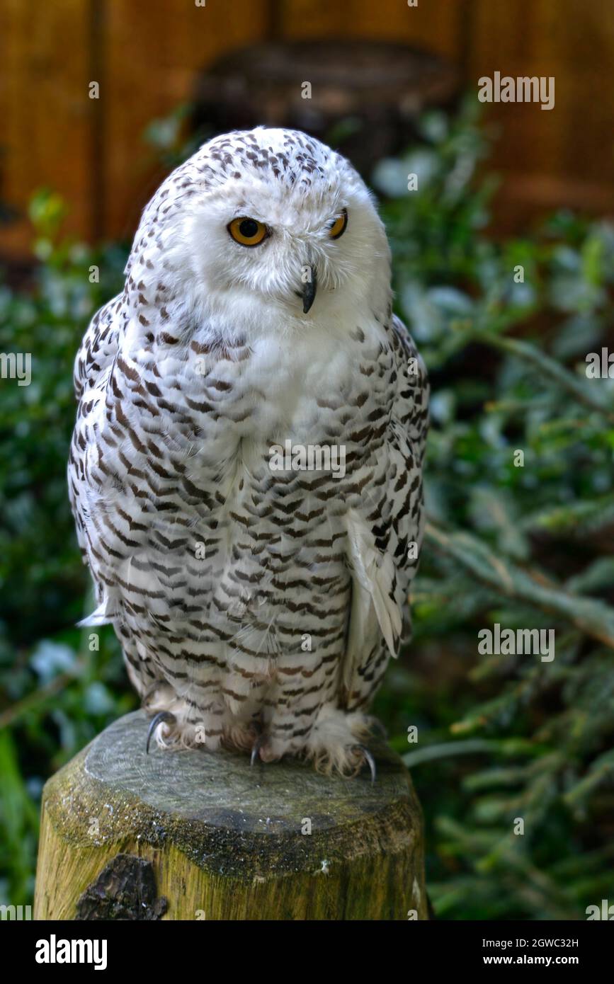 Nahaufnahme der schneebedeckten Eule (Bubo scandiacus), die auf einem Holzpfosten thront Stockfoto