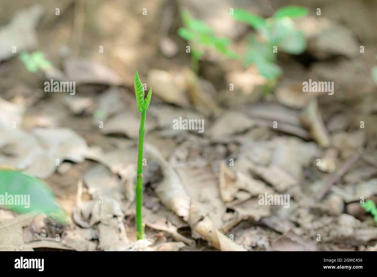 Nahaufnahme Einer kleinen Jackfrucht-Pflanze, die auf dem Feld wächst Stockfoto