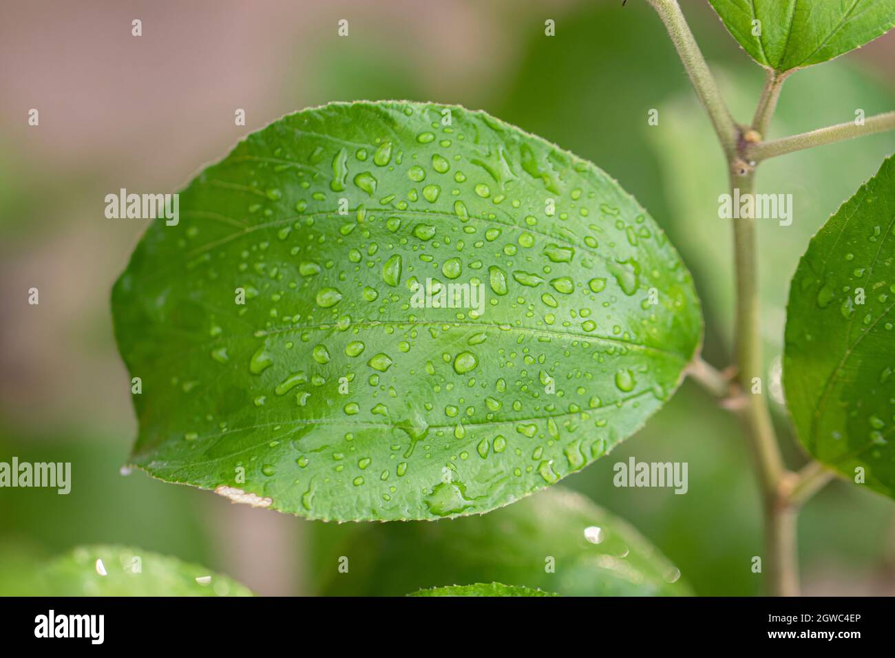 Nahaufnahme von Regenwassertropfen, die auf dem grünen Blatt des Baumes gesammelt wurden Stockfoto