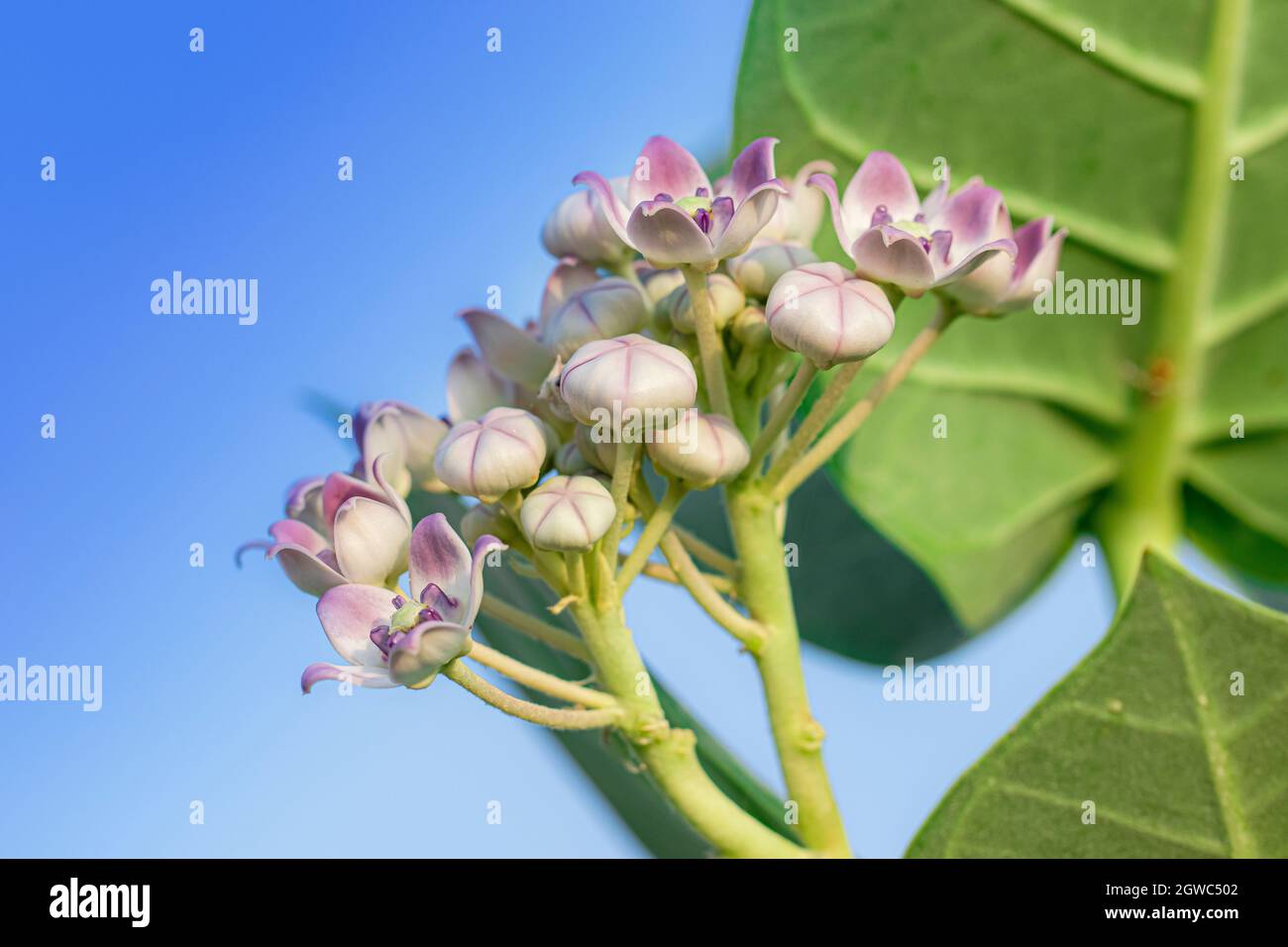Bio gesunde Hybrid-Thai-Sorte Wüste Wildpflanze - Apfel von sodom (Calotropis procera), Calotropis gigantea, aak, madar lila Blüten blühenden i Stockfoto