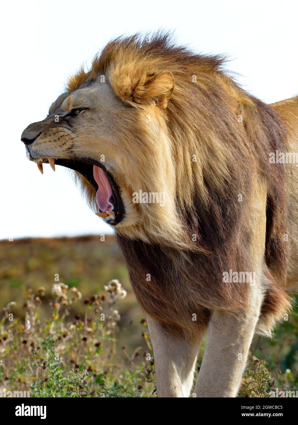 Brüllender Löwe (Panthera leo) voller Zähne und vom Profil aus gesehen Stockfoto
