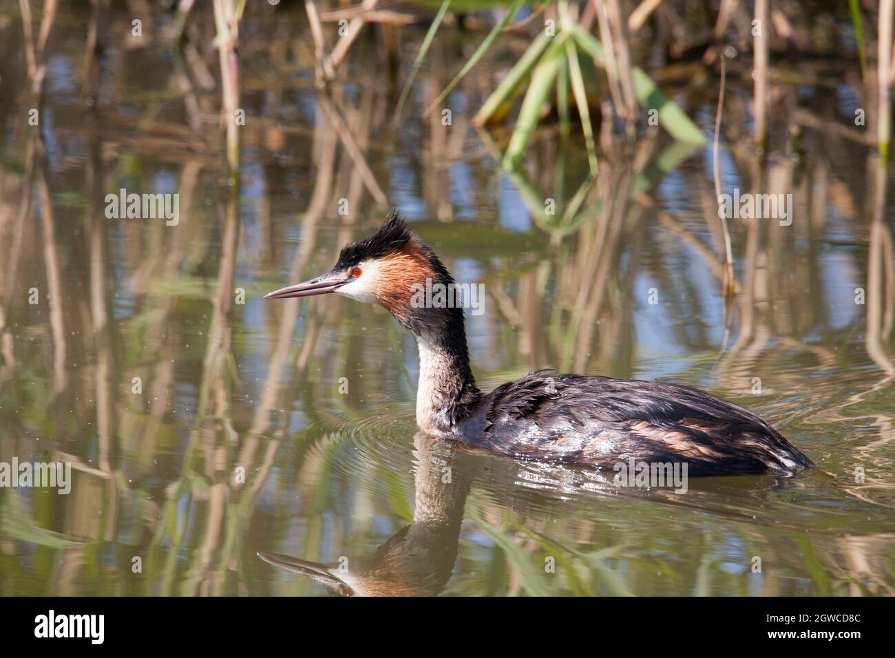 GREAT CRESTED GREBE Podiceps cristatus Stockfoto