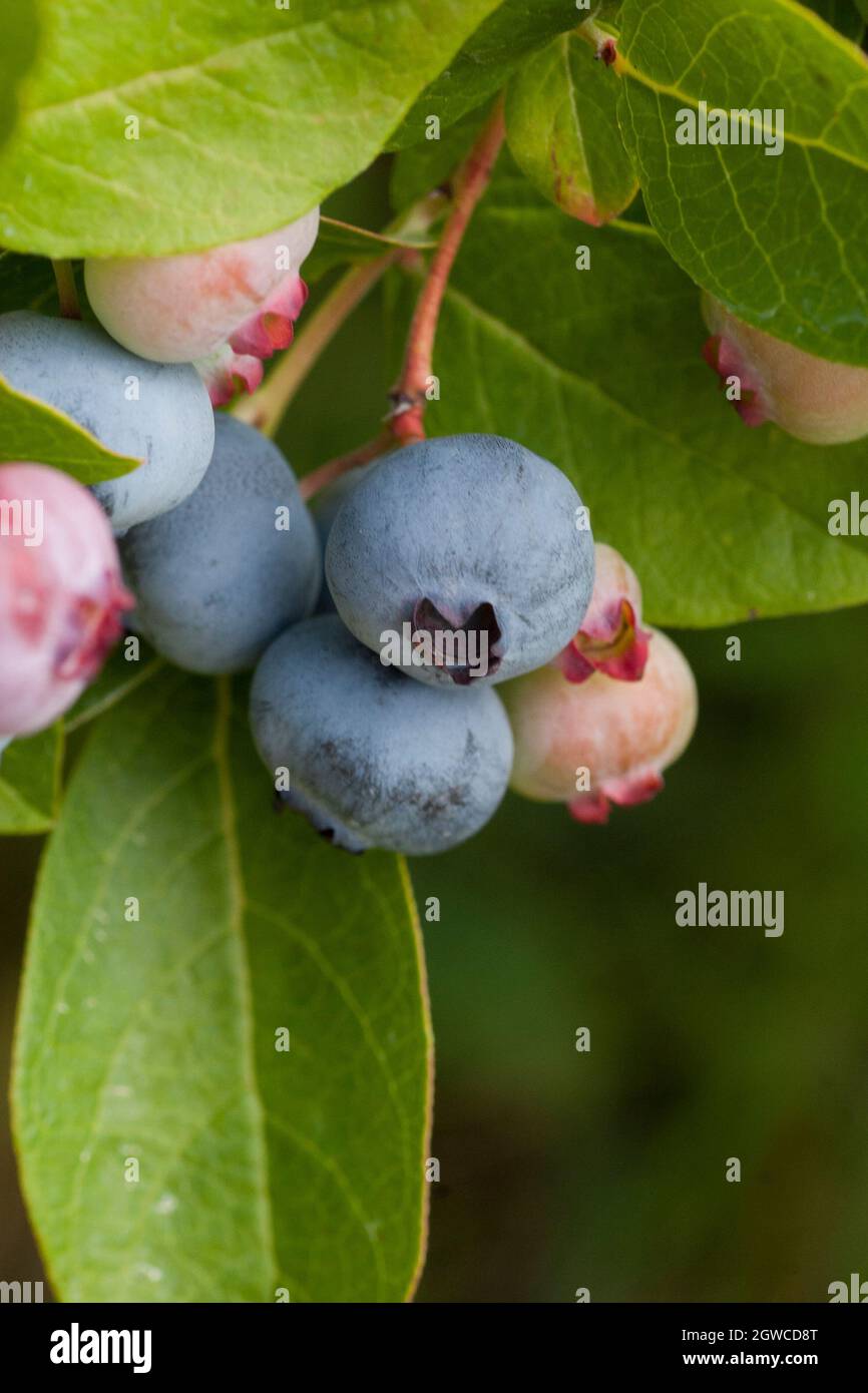 VACCINIUM CORYMBOSUM nördlicher Hochbusch Heidelbeere Stockfoto