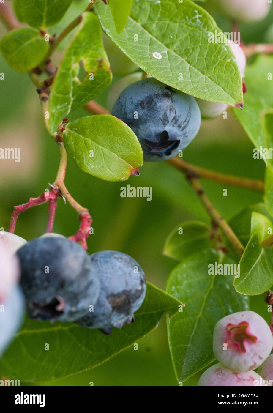 Heidelbeere Duke Vaccinium Corymbosum | Online Kaufen