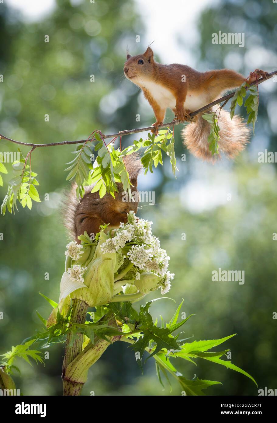 Eichhörnchen stehend mit scharfkraut Stockfoto