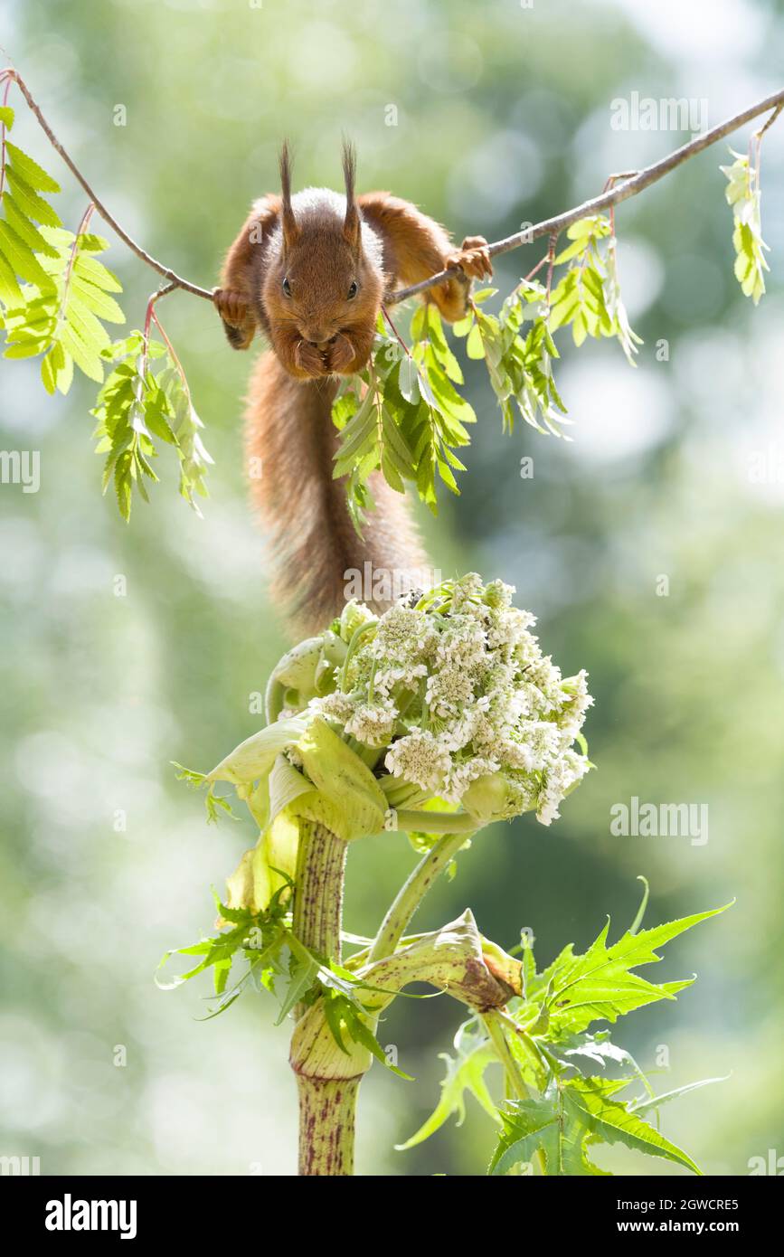 Eichhörnchen oben scharfkraut Blume sitzen Stockfoto