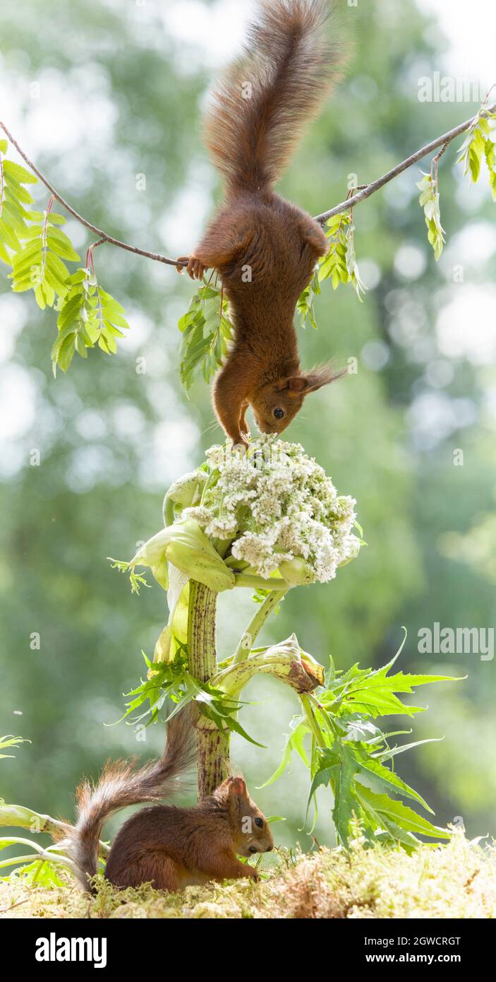 Eichhörnchen hängen mit einem scharfkraut Blume Stockfoto