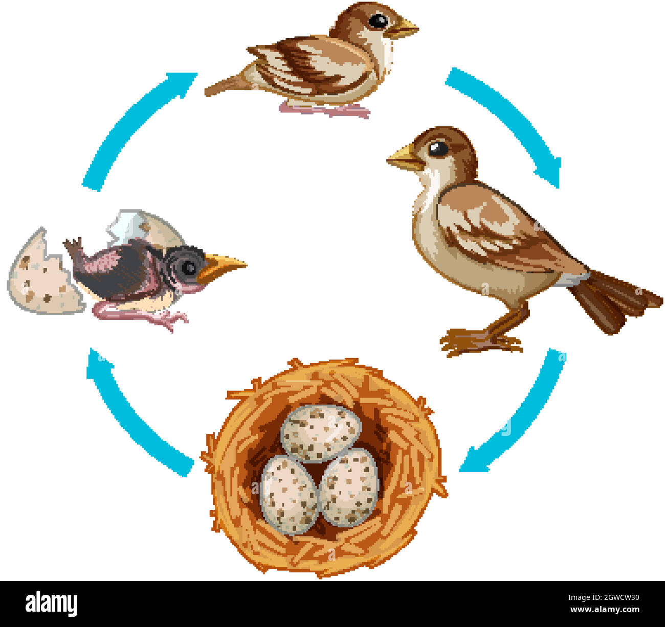 Lebenszyklus des Vogels auf weißem Hintergrund Stock Vektor