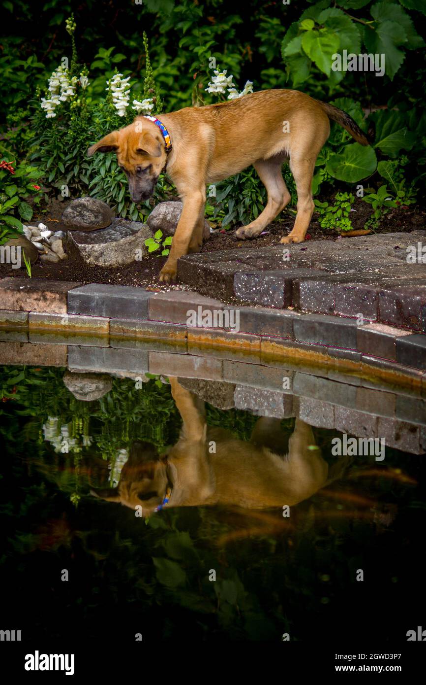 Der junge Welpe überrascht durch seine eigene Reflexion im Wasser. „Möchten Sie spielen?“ Stockfoto