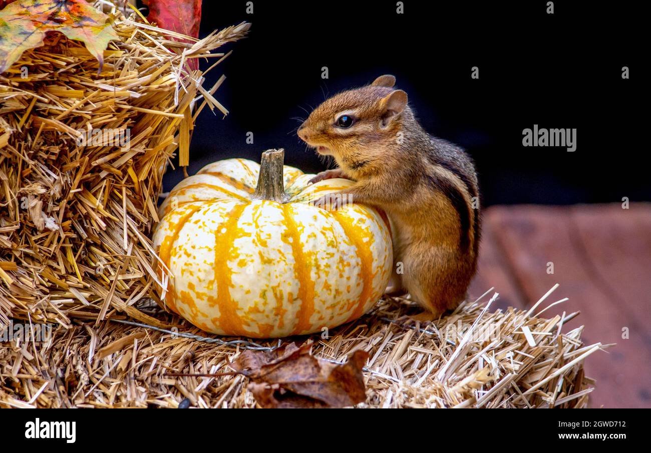 Niedlicher kleiner Chipmunk mit Einem winzigen Halloween-Kürbis Stockfoto