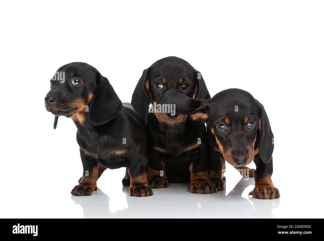 Entzückende Gruppe von drei Teckel Dachshund Welpen, die sich umsehen, isoliert auf weißem Hintergrund im Studio sitzen und stehen Stockfoto