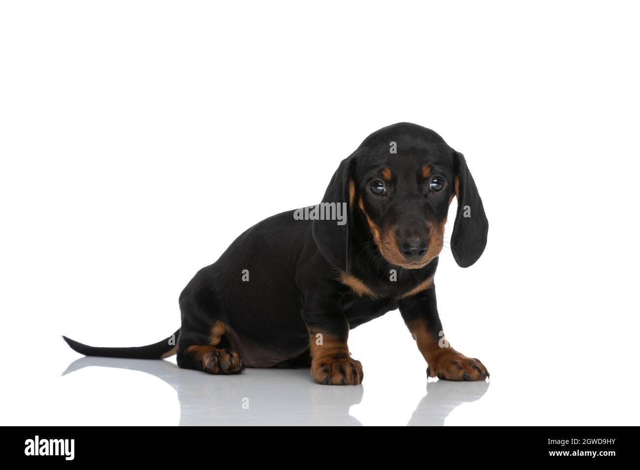 Niedliche Teckel Welpen suchen schüchtern und sitzt auf weißem Hintergrund im Studio Stockfoto