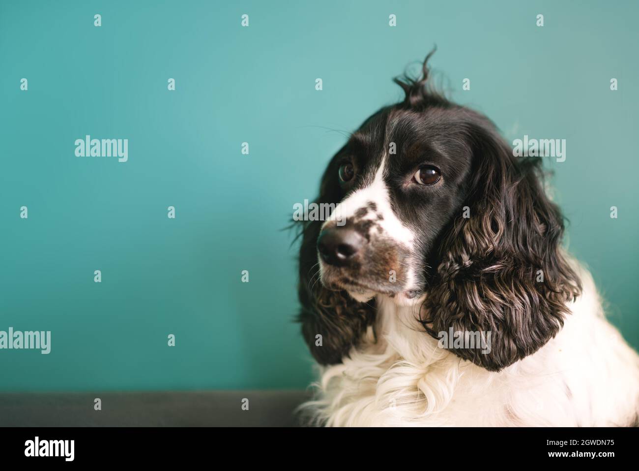Schwarz-weißer russischer Spaniel auf grünem Boden. Stockfoto