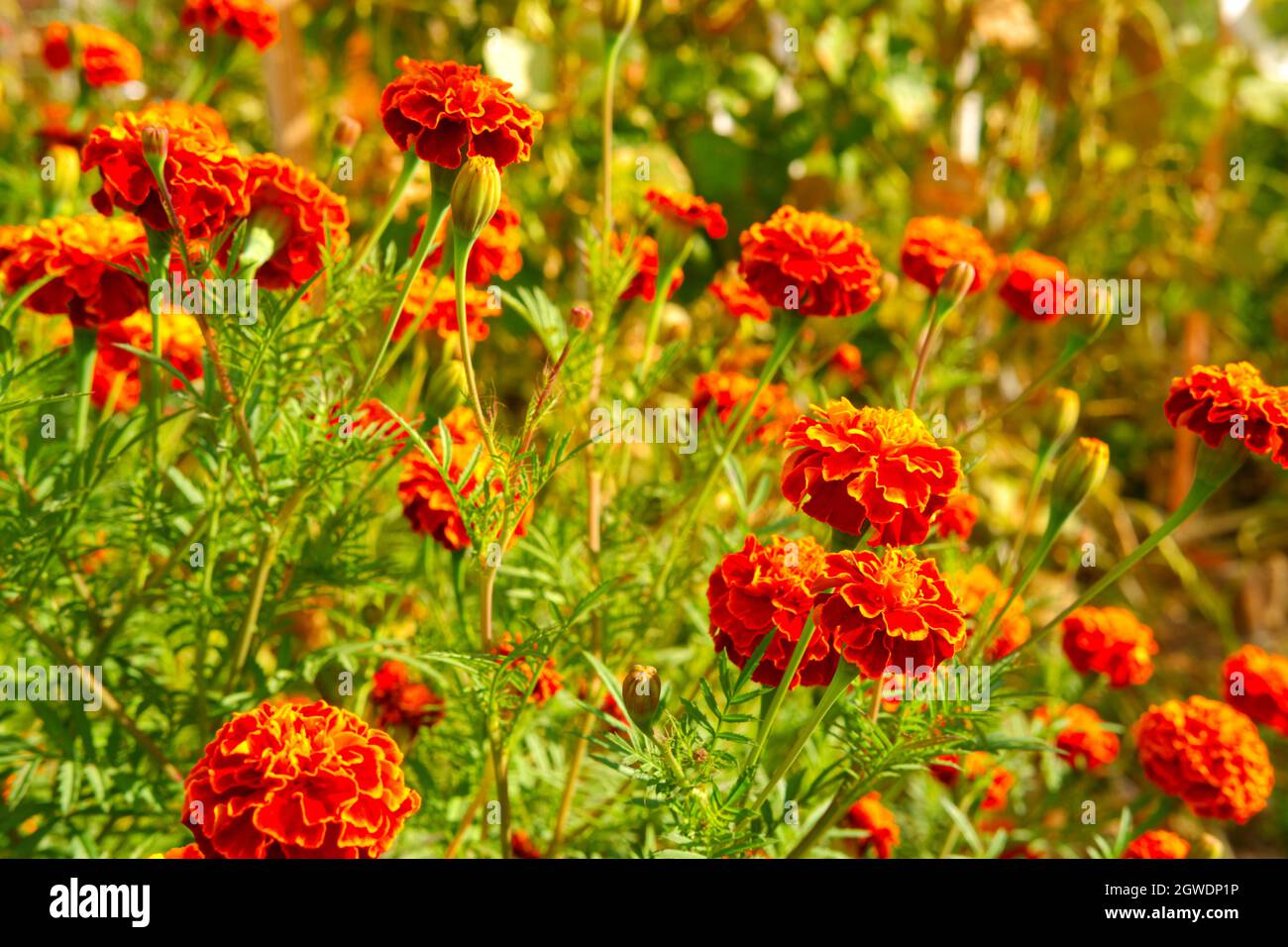 Orange Ringelblume Blumen im Garten im Herbst Stockfoto