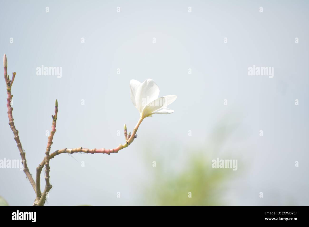 Plumeria Blumenfotografie Stockfoto