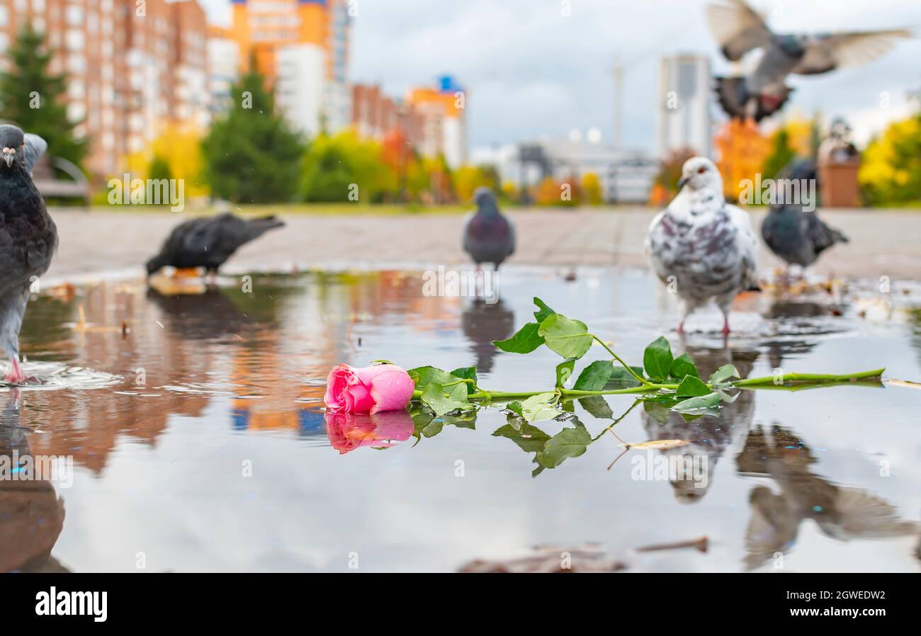 Eine ausrangierte scharlachrote Rosenblume liegt in einer Pfütze in einem Park, ein Quadrat und Vögel und Tauben gehen und fliegen um sie herum Stockfoto