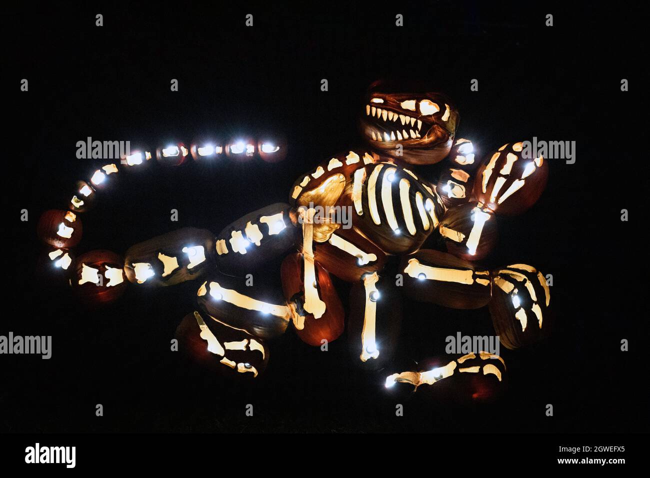Beleuchtete Lichtskulptur eines Fantasy-Dinosauriers für Halloween-Dekorationen oder Displays. Calgary, Alberta, Kanada Stockfoto