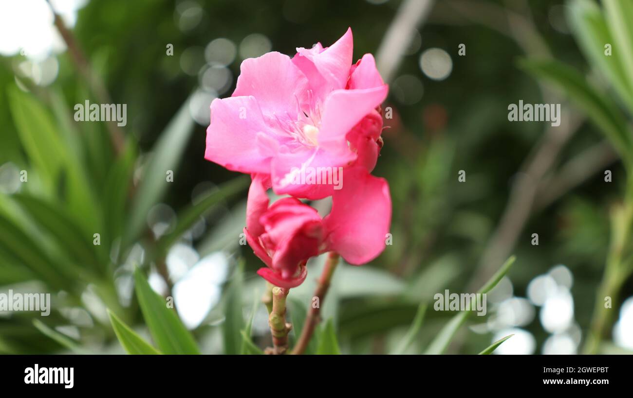 Rote Blumenzwiebel ist es schön natürlich Stockfoto