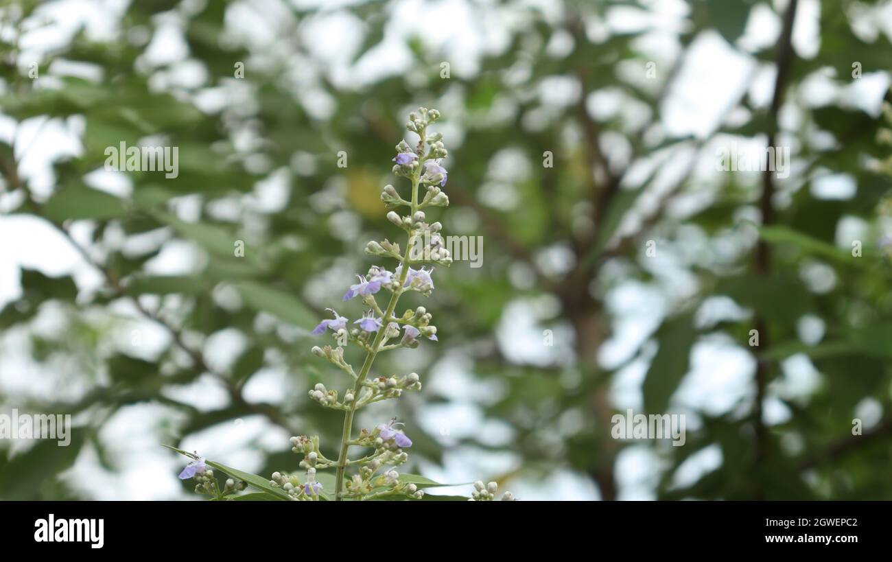Natur Blume Blüte Blume Grün verwischen Hintergrund Stockfoto