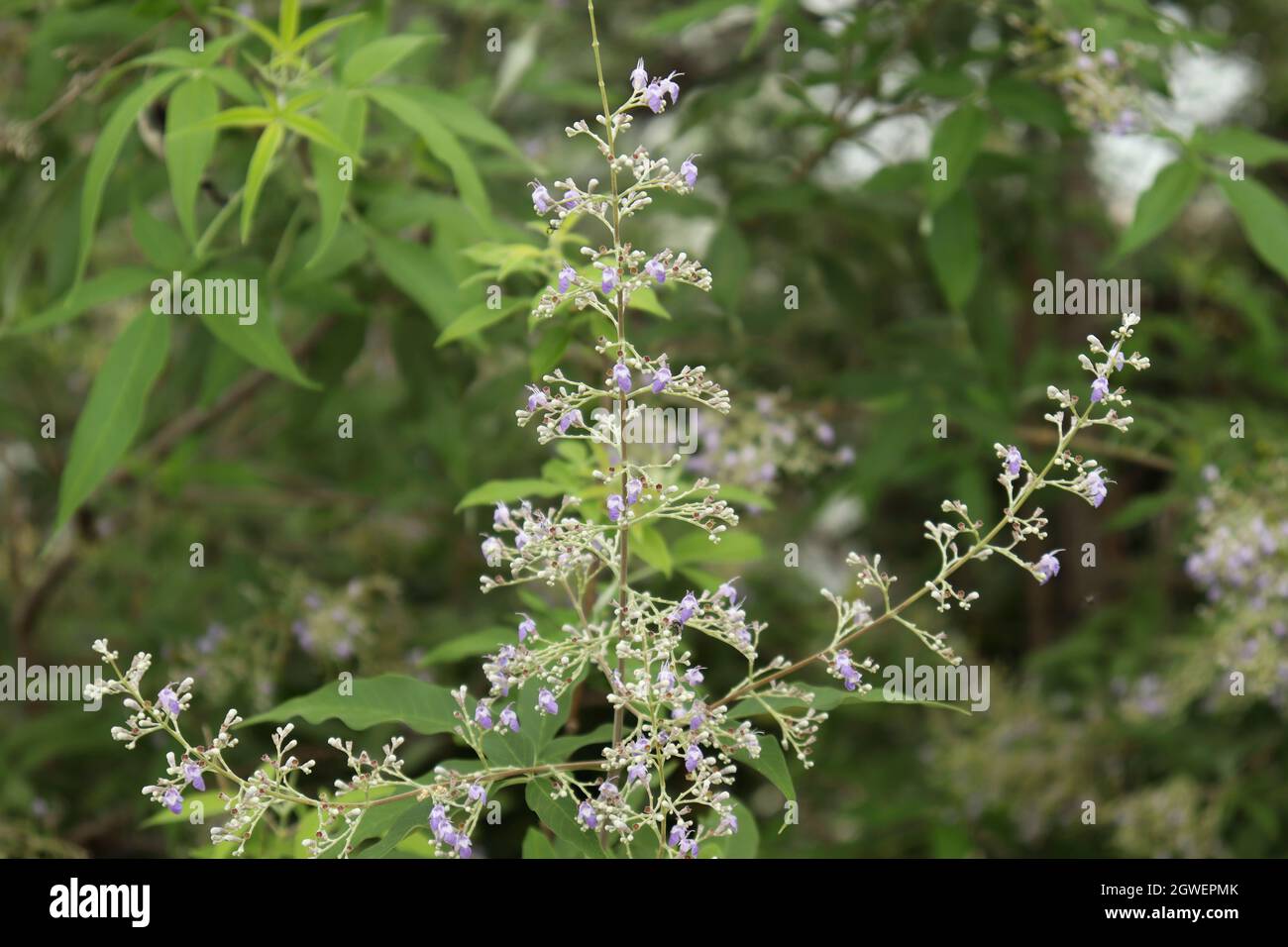 Natur Blume Blüte Blume Grün verwischen Hintergrund Stockfoto