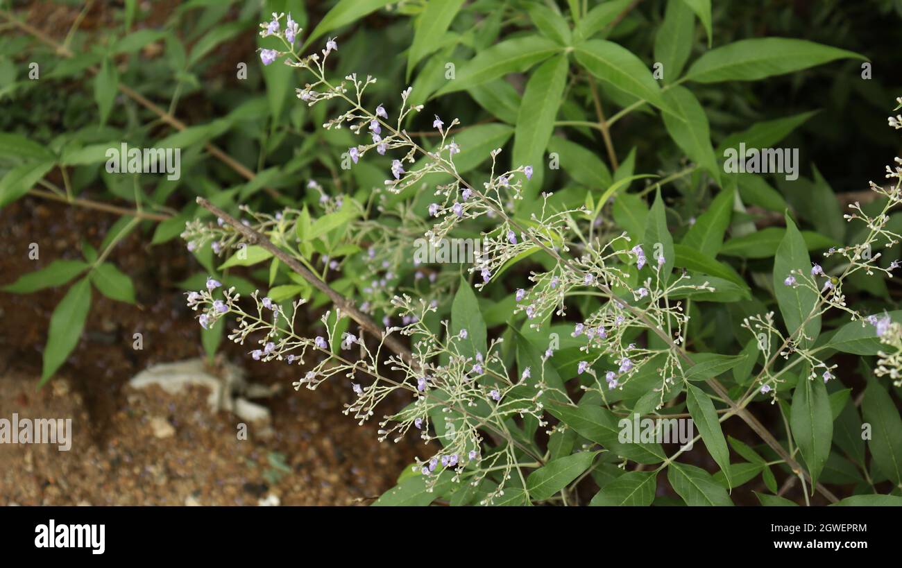 Natur Blume Blüte Blume Grün verwischen Hintergrund Stockfoto