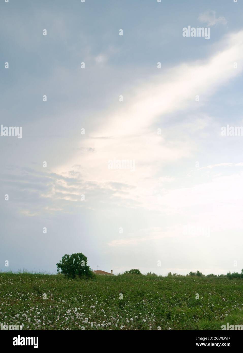 Baumwollpflanze bereit zur Ernte Stockfoto