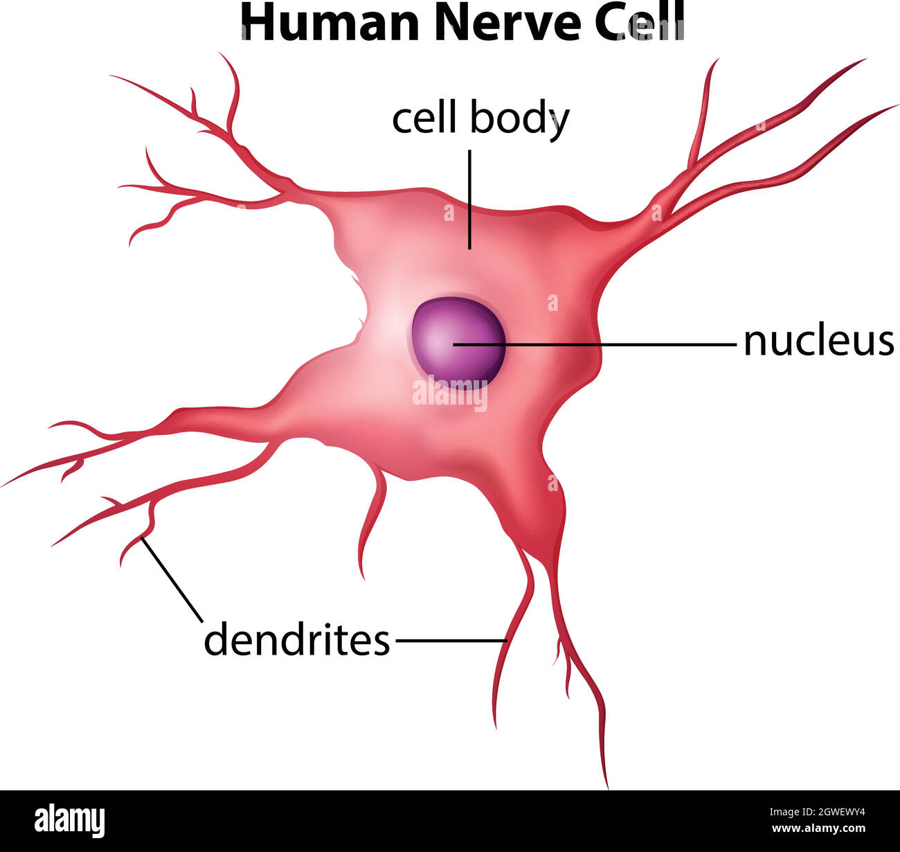 Menschliche Nervenzelle Stock Vektor
