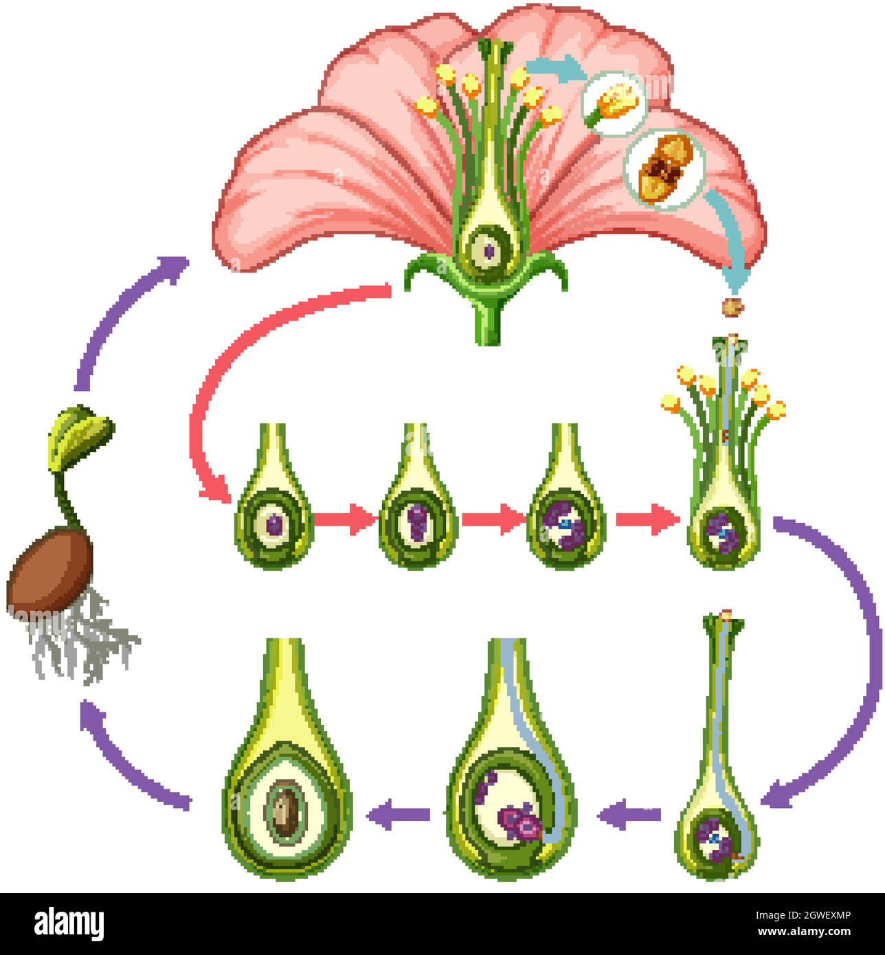 Diagramm mit Teilen der Blume Stock Vektor