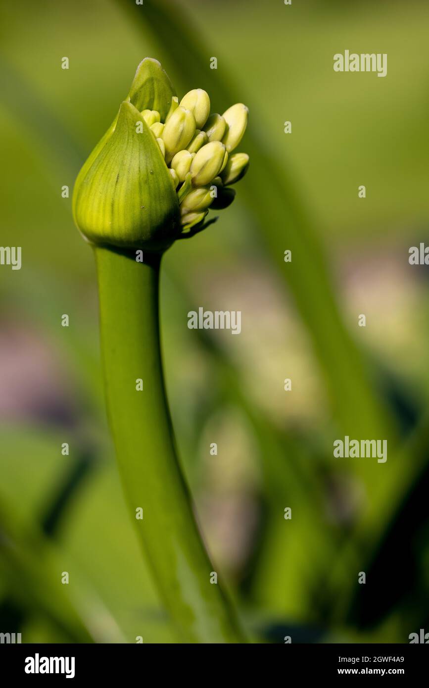 Agapanthus africanus 'Twister‘ Stockfoto