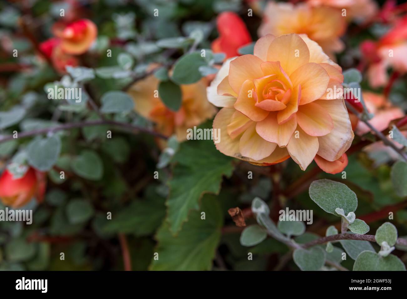 Begonia ‘Illumination Series’ Stockfoto