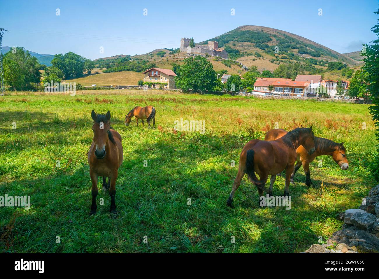 Pferde und Überblick über das Schloss. Argüeso, Kantabrien, Spanien. Stockfoto