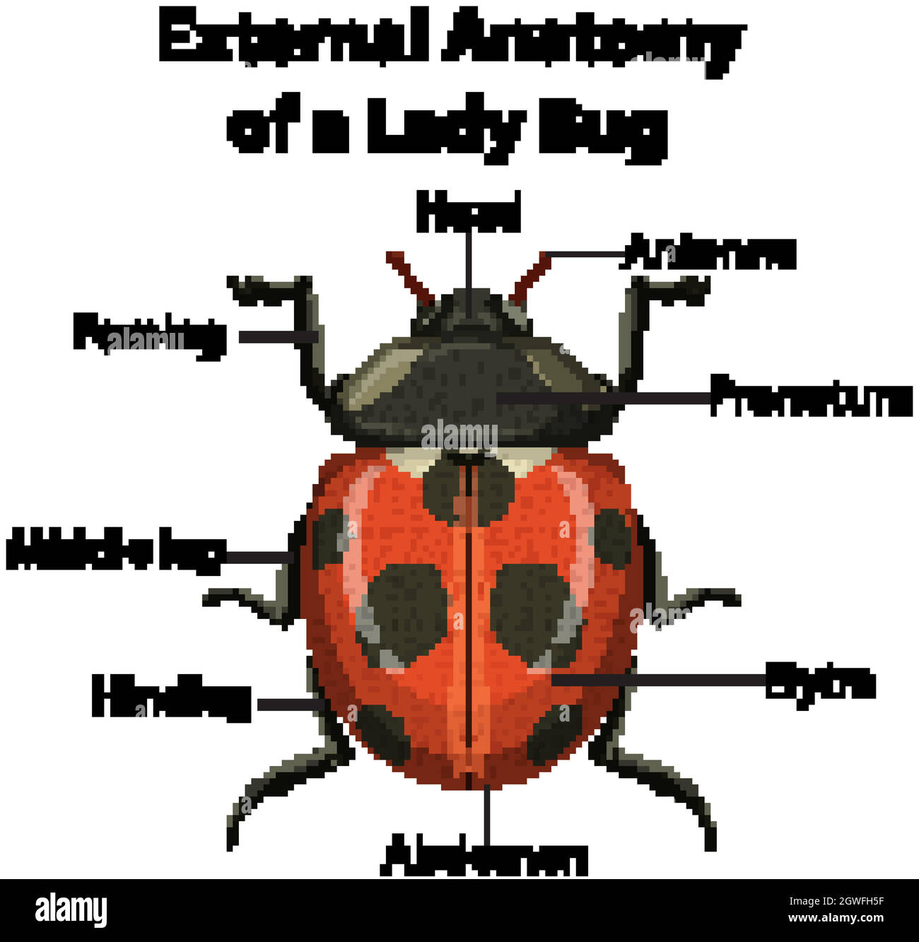Äußere Anatomie eines Lady Bug auf weißem Hintergrund Stock Vektor