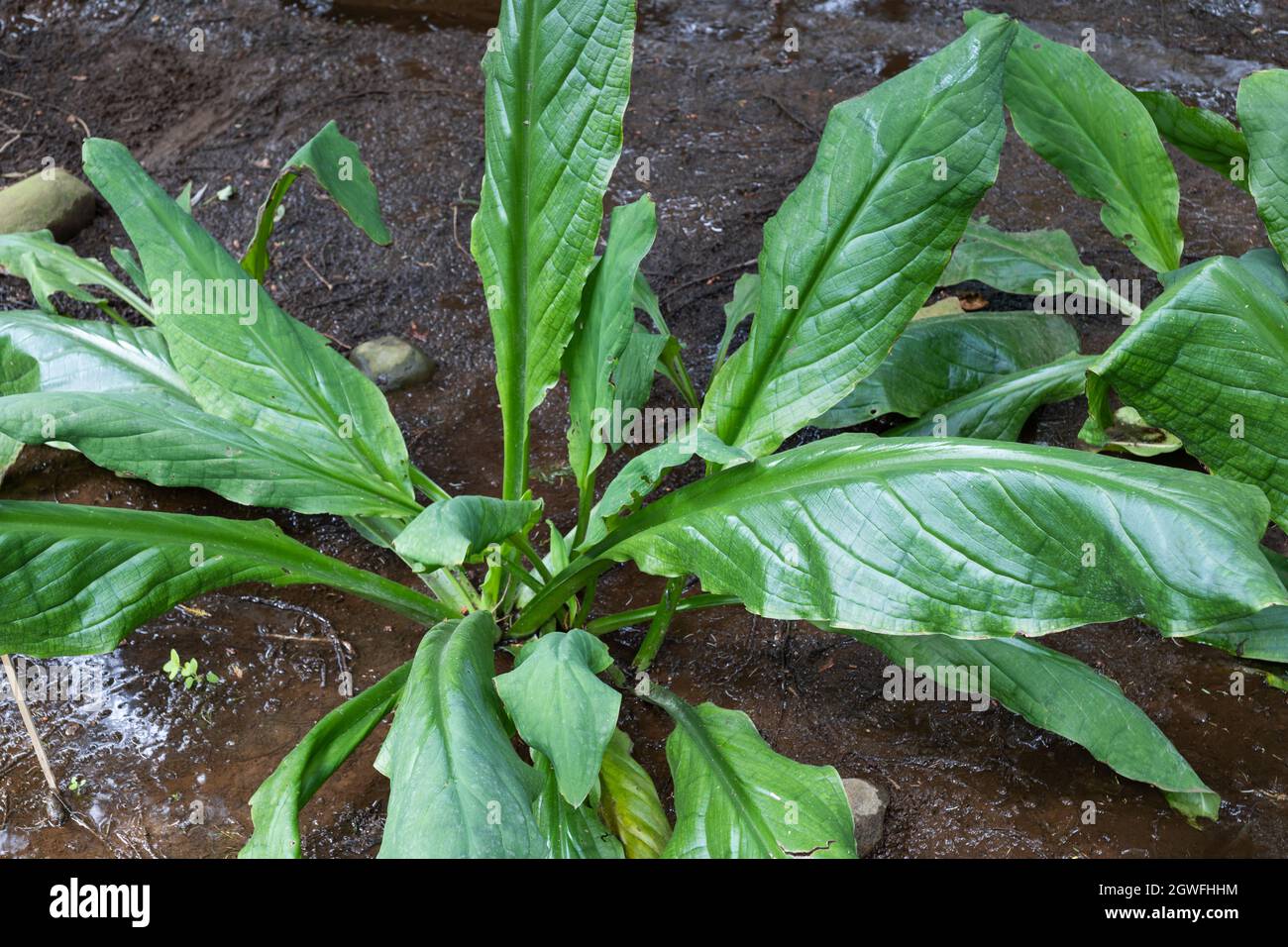 Lysichiton americanus, gebräuchliche Namen: westlicher Skunk-Kohl, amerikanischer Skunk-Kohl, Feuchtgebietspflanze in der Familie: Araceae, Region: Pazifischer Nordwesten, w Stockfoto