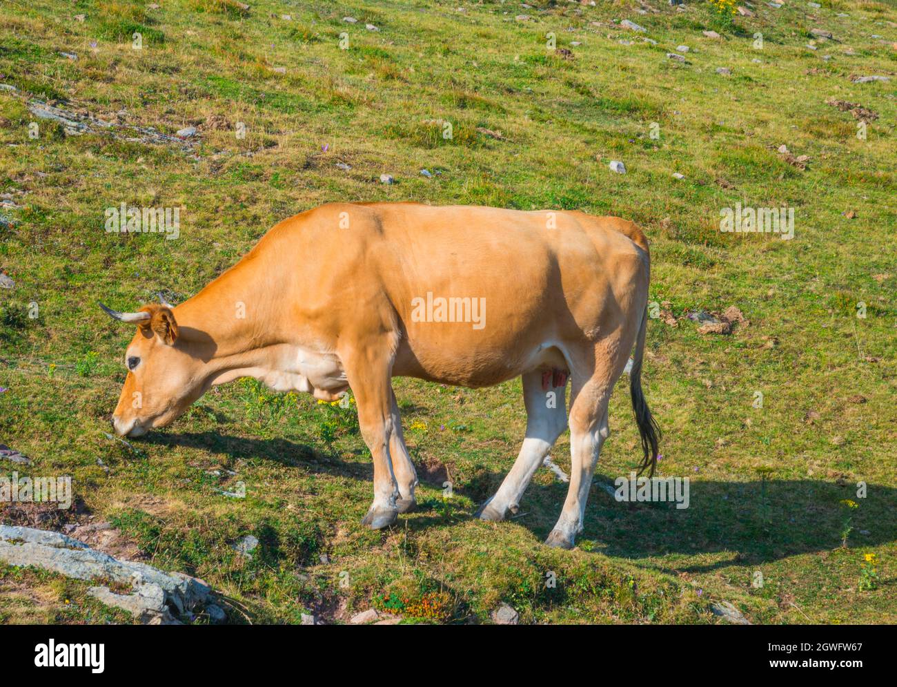 Kühe grasen. Stockfoto