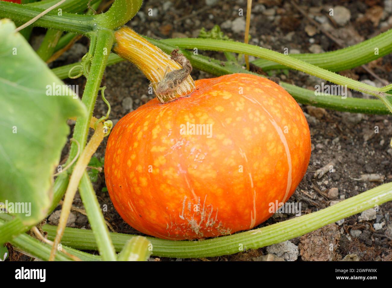 Squash 'Sunshine' Kabocha Art Winter Squash bereit zur Ernte. VEREINIGTES KÖNIGREICH Stockfoto