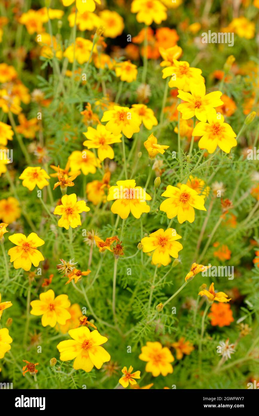 Ringelblume „Goldenes Juwel“. Blühende Tagetes tenuifolia 'Golden Gem' Ringelblume blüht im September in einem Gartenbett. VEREINIGTES KÖNIGREICH Stockfoto