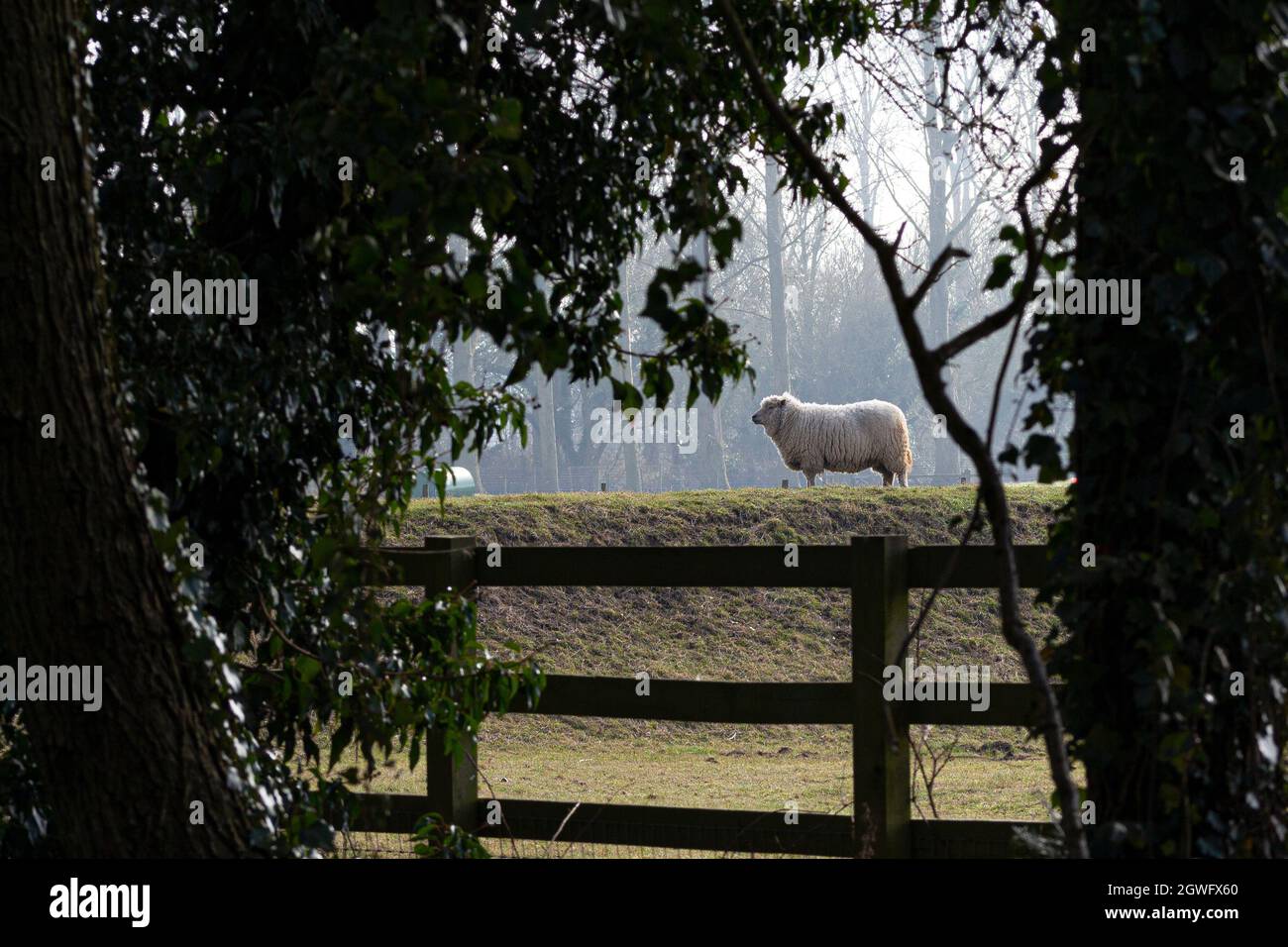 Schafe auf dem Erdkamm erblickte in Houghton, Cambridgeshire, einen Blick durch die Vegetation Stockfoto