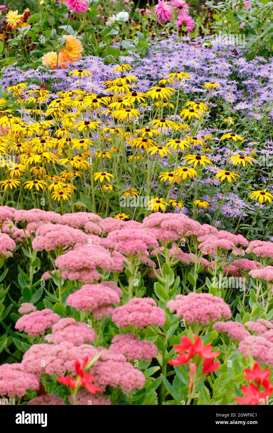 Gartengrenze im Herbst. Die Drifts von Sedum 'Autumn Joy', rudbeckia fulgida 'Goldsturm' und Aster frikartii 'Monch' setzen eine dramatische Septembergrenze in sich. Stockfoto