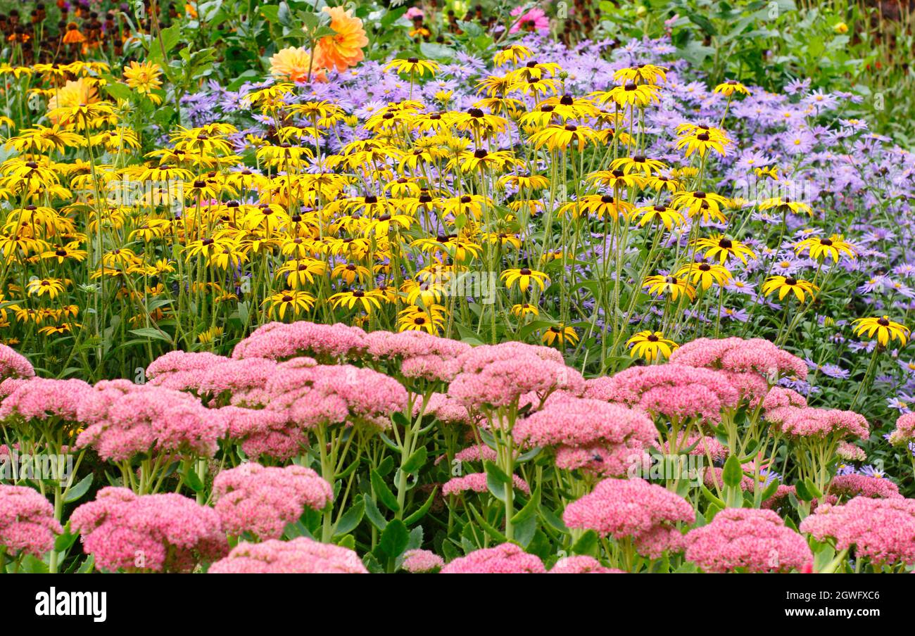 Gartengrenze im Herbst. Die Drifts von Sedum 'Autumn Joy', rudbeckia fulgida 'Goldsturm' und Aster frikartii 'Monch' setzen eine dramatische Septembergrenze in sich. Stockfoto