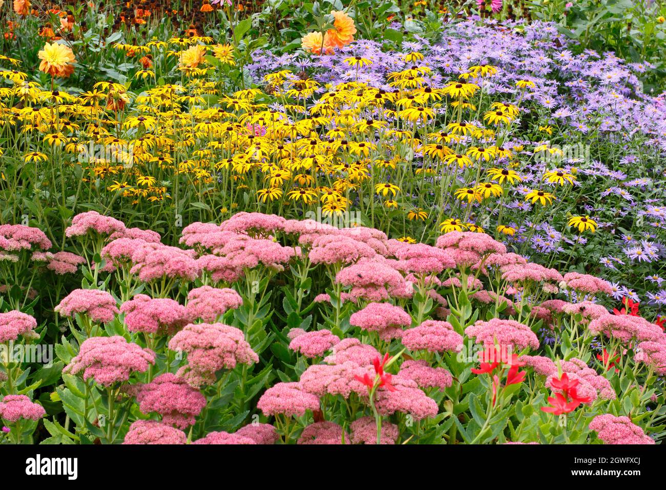 Gartengrenze im Herbst. Die Drifts von Sedum 'Autumn Joy', rudbeckia fulgida 'Goldsturm' und Aster frikartii 'Monch' setzen eine dramatische Septembergrenze in sich. Stockfoto