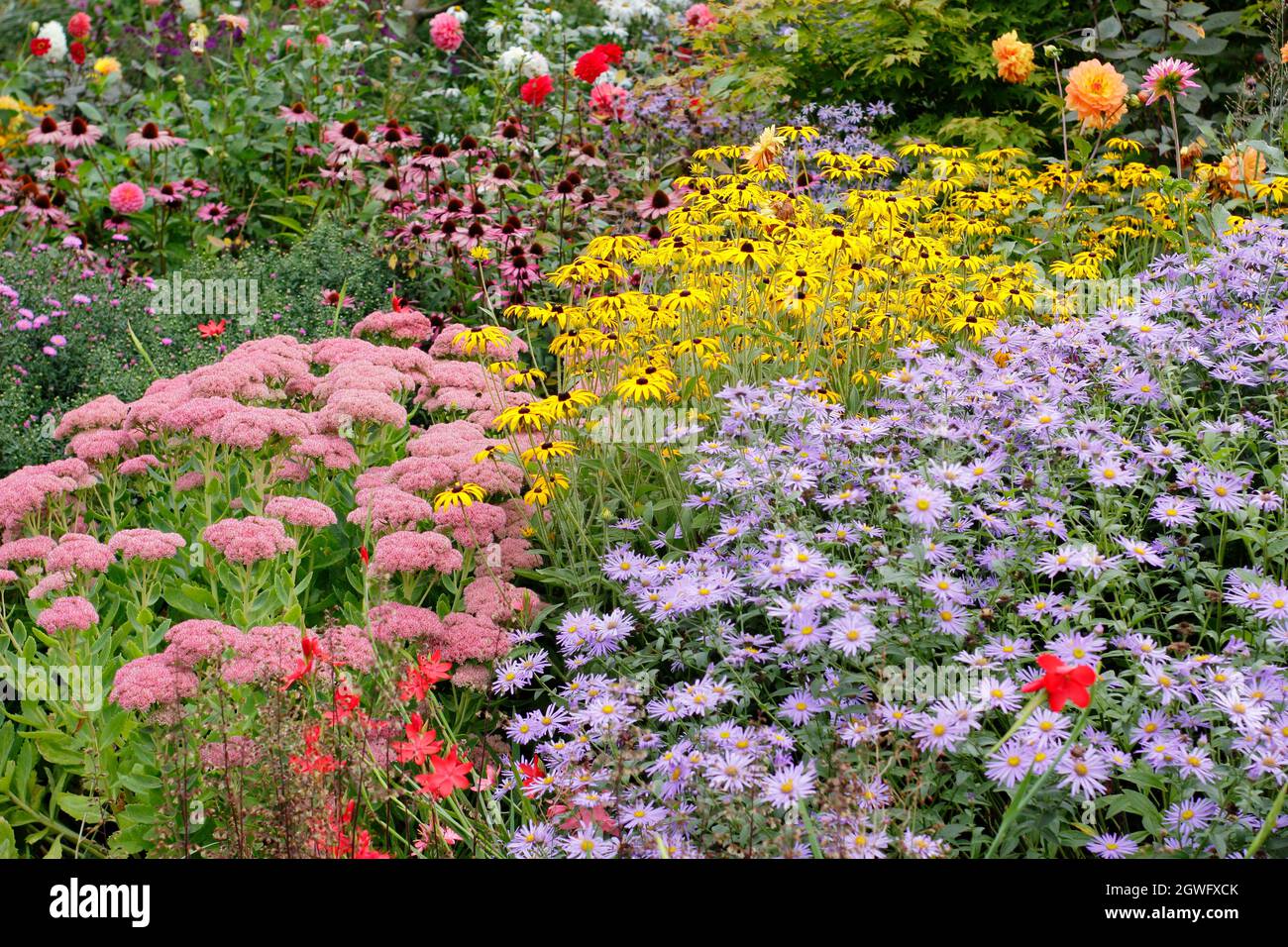 Gartengrenze im Frühherbst. Sedum 'Autumn Joy', rudbeckia fulgida 'Goldsturm', Aster frikartii 'Monch', Echinacea und Dahlia driften im September. Stockfoto