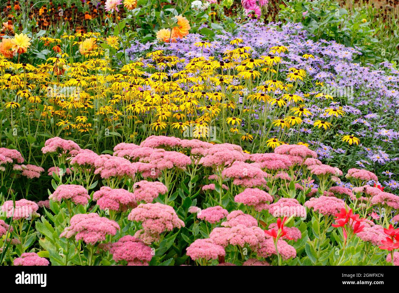 Gartengrenze im Herbst. Die Drifts von Sedum 'Autumn Joy', rudbeckia fulgida 'Goldsturm' und Aster frikartii 'Monch' setzen eine dramatische Septembergrenze in sich. Stockfoto