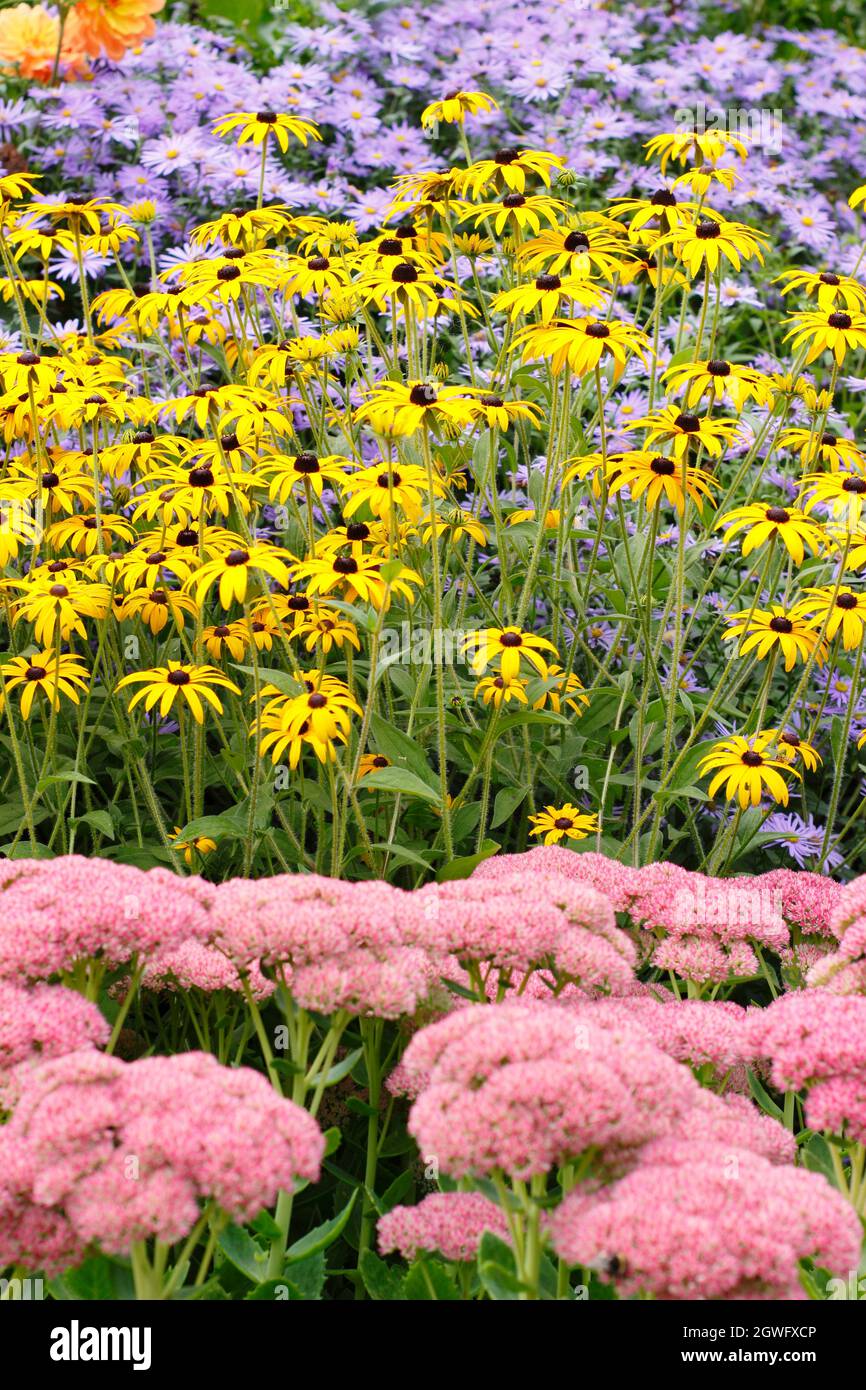 Gartengrenze im Herbst. Sedum 'Autumn Joy', rudbeckia fulgida 'Goldsturm' und Aster frikartii 'Monch' unterstreichen eine dramatische Septembergrenze. Stockfoto