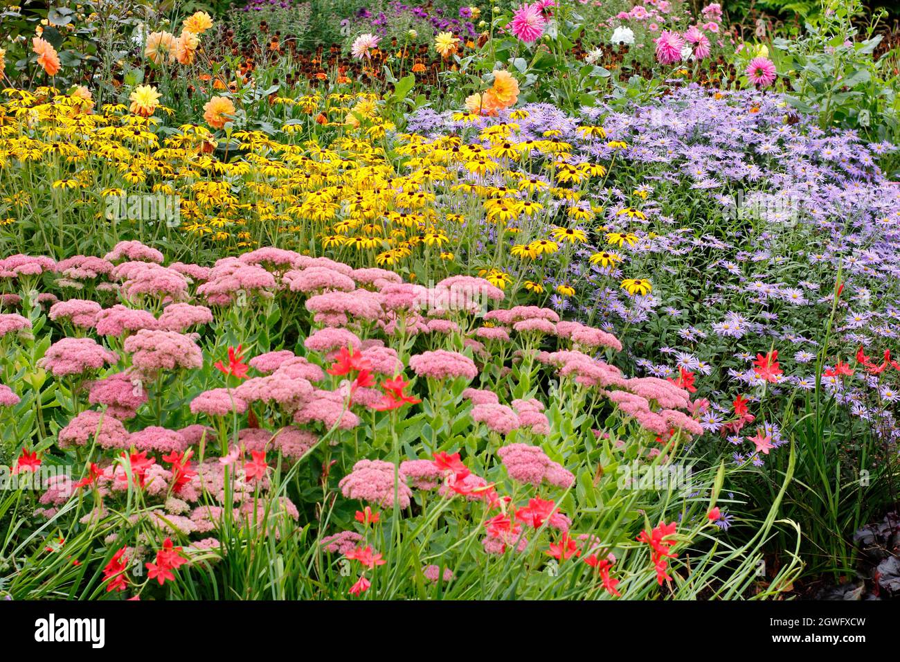 Gartengrenze im Herbst. Die Drifts von Sedum 'Autumn Joy', rudbeckia fulgida 'Goldsturm' und Aster frikartii 'Monch' setzen eine dramatische Septembergrenze in sich. Stockfoto