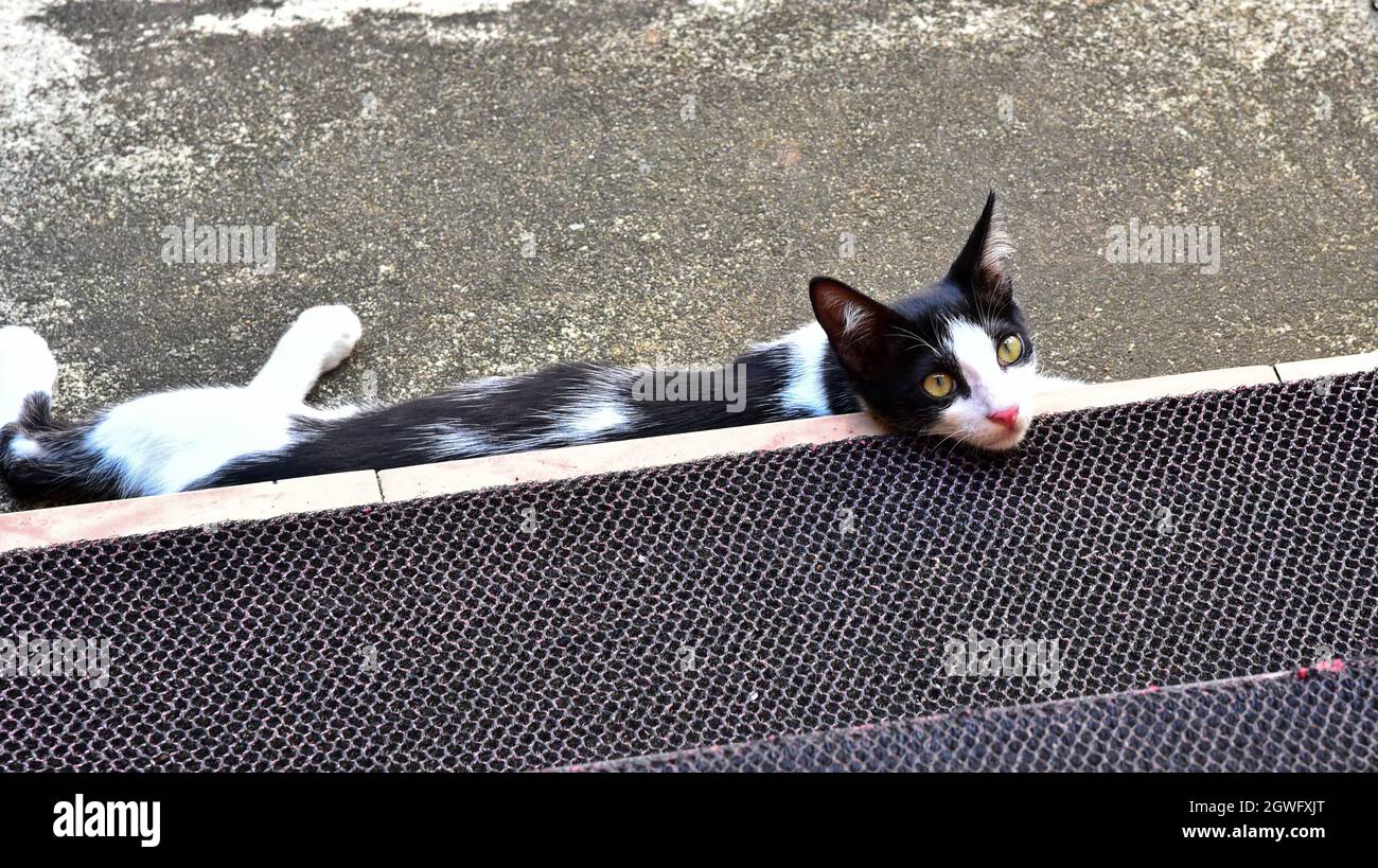 Niedliche schwarz-weiße Katze, die den Kopf auf die Treppe setzt, indien Stockfoto