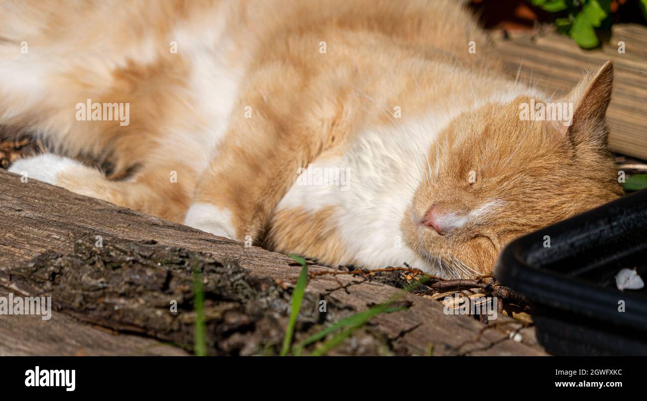 Großer Ingwer und weiße abgestreifte Tabby-Männchen Tom Cat schläft in der Sonne schlafen Stockfoto