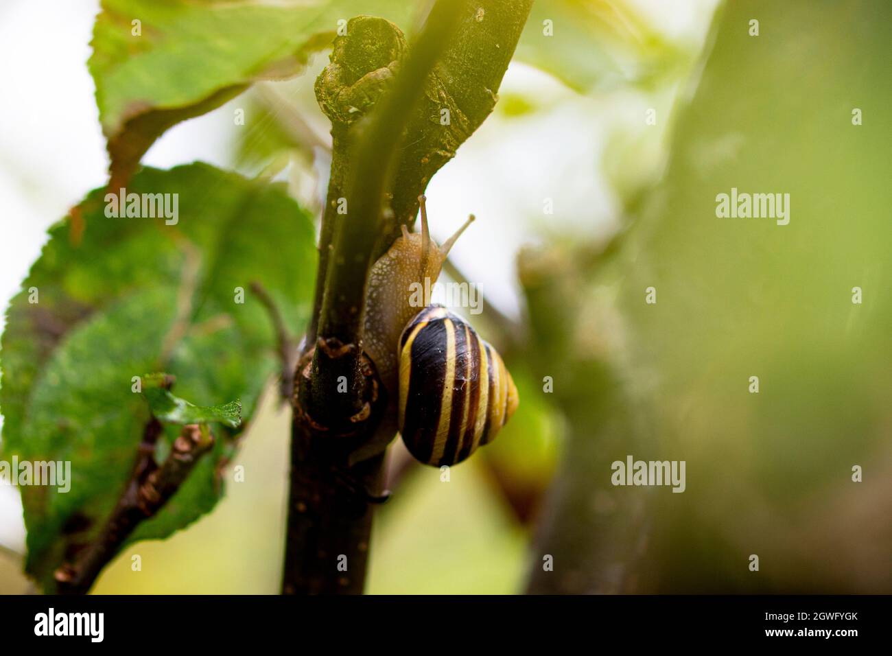 Gartenschnecke klettert im Garten auf eine Pflanze Stockfoto