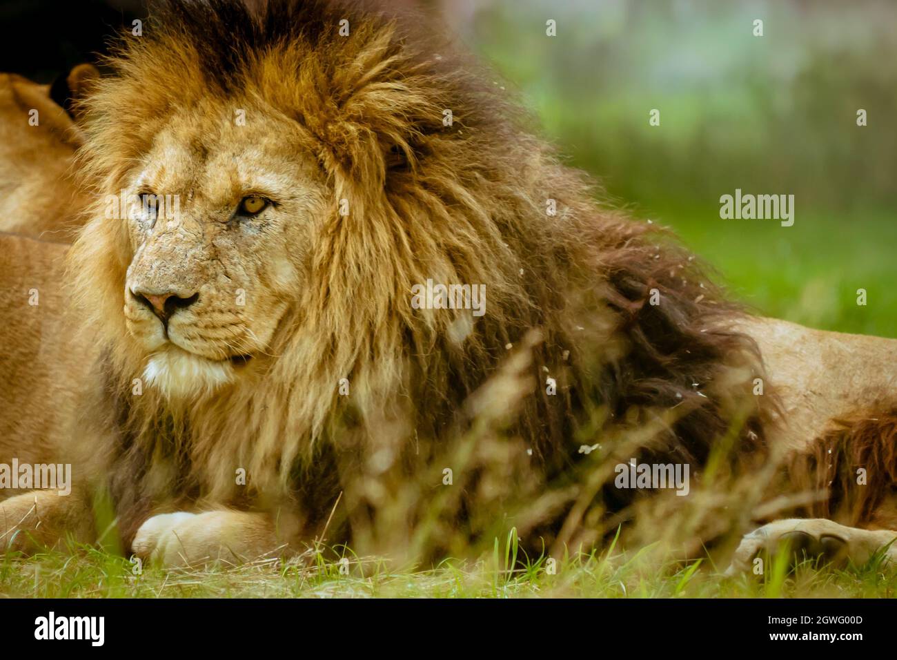Ein männlicher Löwe mit großer Mähne, die sich hinlegt Stockfoto