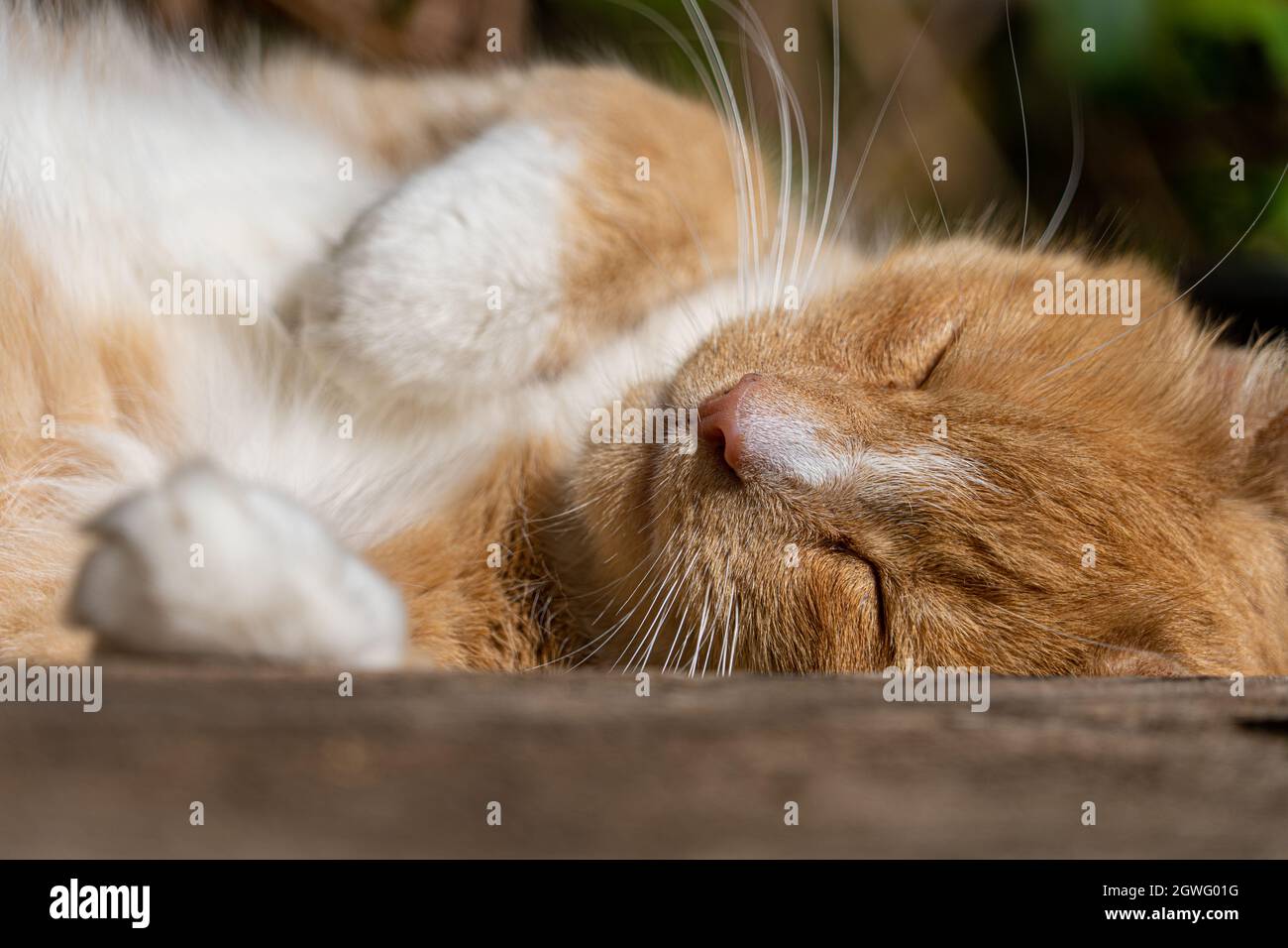 Großer Ingwer und weiße abgestreifte Tabby-Männchen Tom Cat schläft in der Sonne schlafen Stockfoto